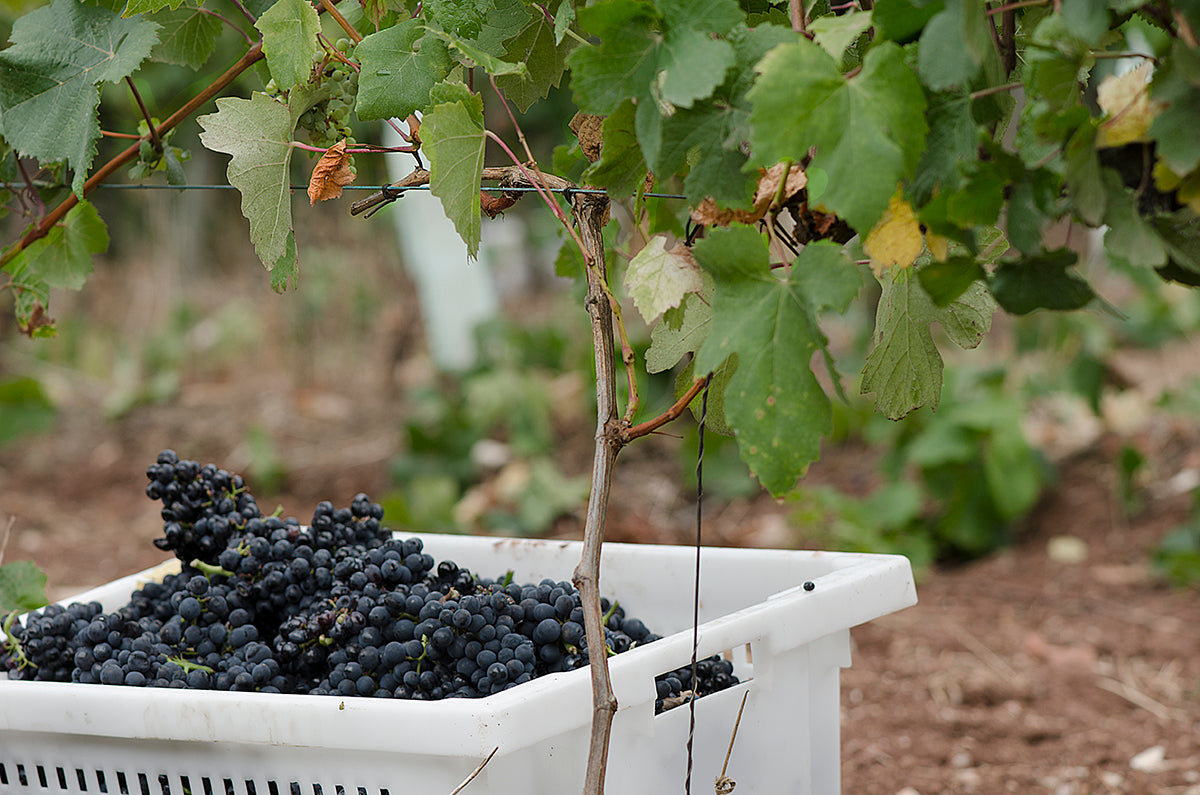Terceiro, a paixão.